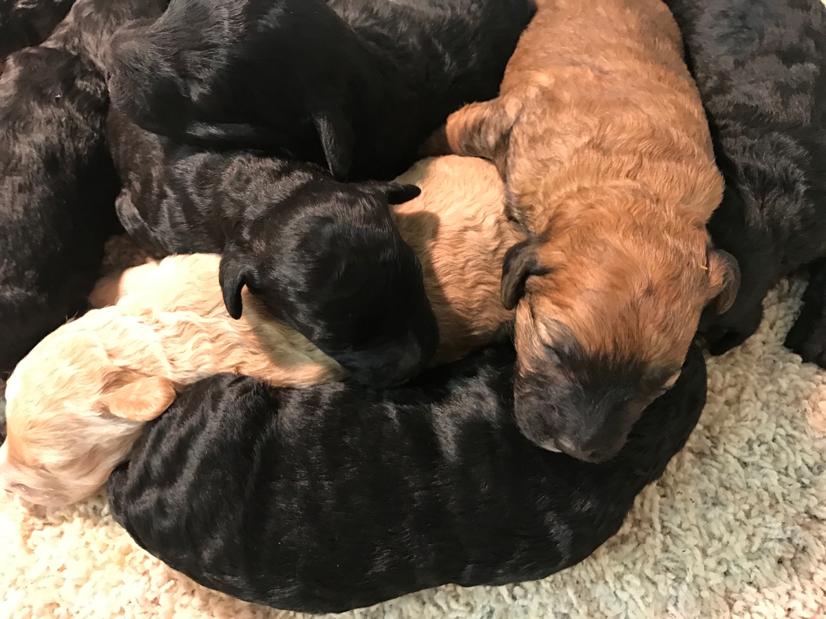 Mini's for sale, $1500 DOB 10-27-2018